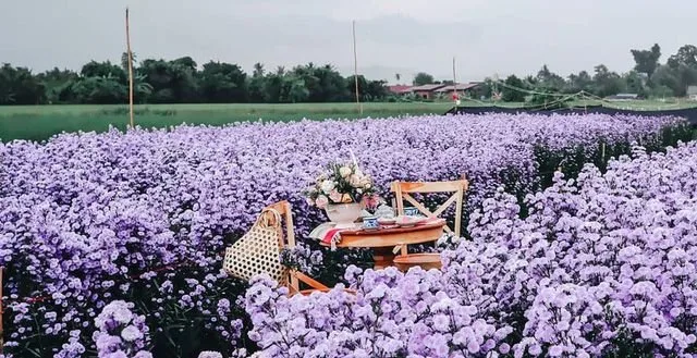 Làm việc ở các nông trại hoa tại Đà Lạt