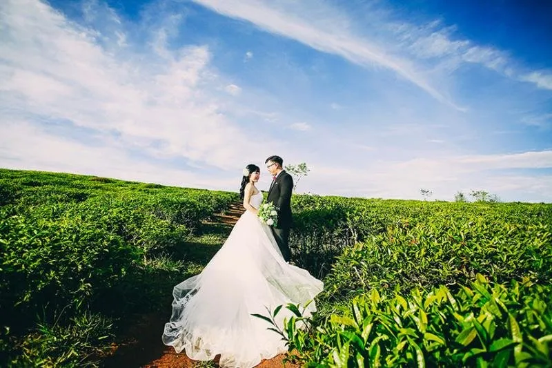Đồi chè cầu đất tại Đà Lạt