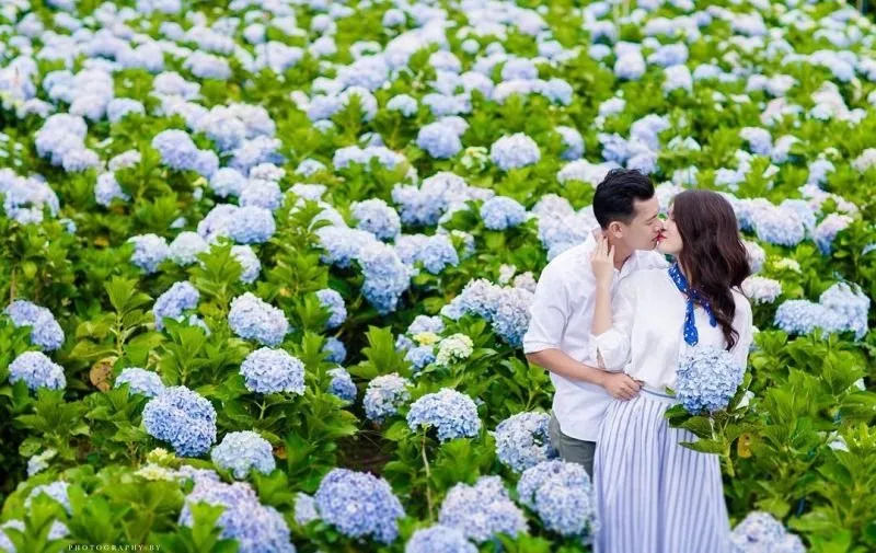Vườn hoa cẩm tú cầu (Lâm Hà - Lâm Đồng) tại Đà Lạt