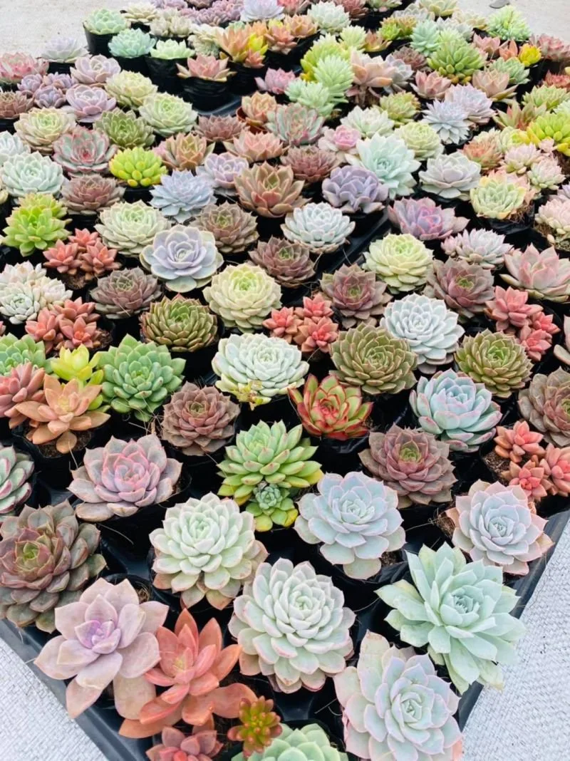 Sen Đá Donald’s Garden tại Đà Lạt