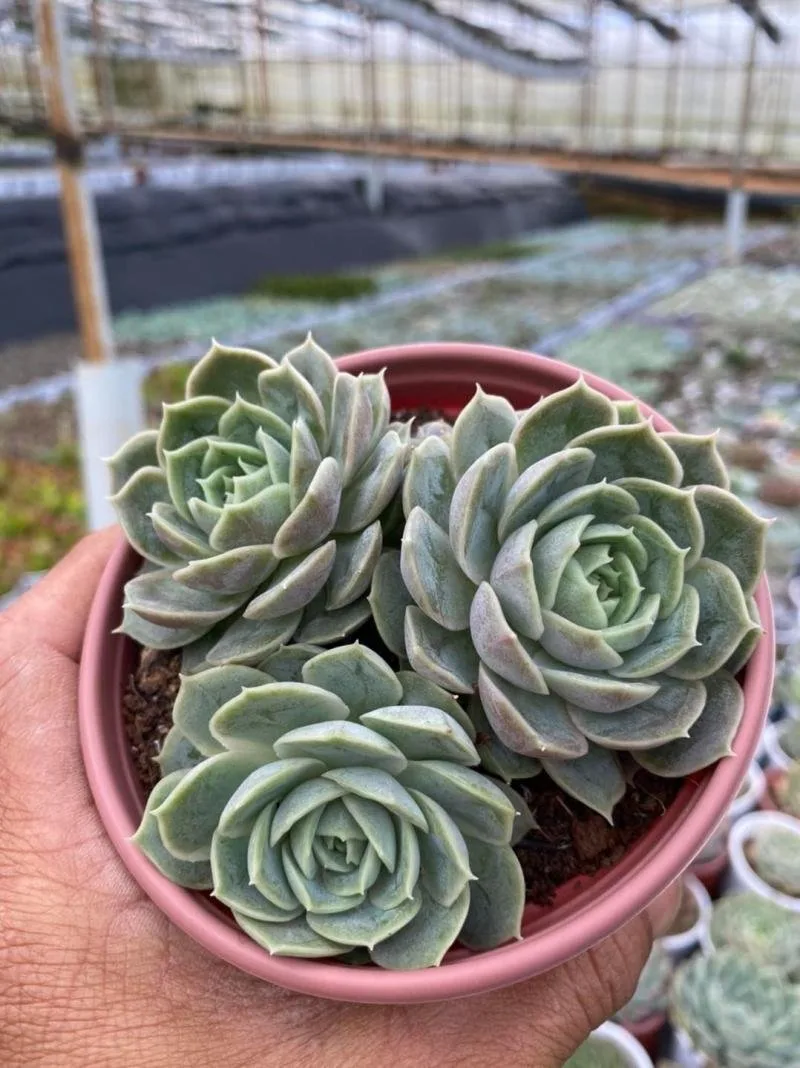 Sen Đá Donald’s Garden tại Đà Lạt