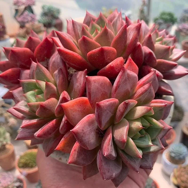 Vườn Sen Đá Hoàng Dương Garden tại Đà Lạt