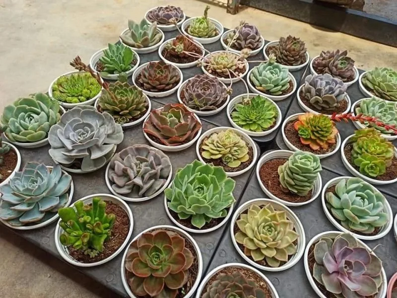Sen Đá Đà Lạt Sỉ & Lẻ tại Đà Lạt