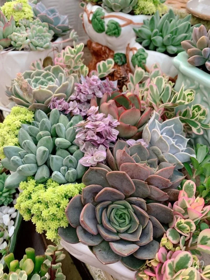 Sen đá Đà Lạt Green Garden tại Đà Lạt