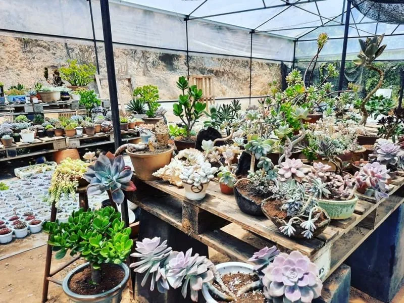 Đăng Vĩnh Garden tại Đà Lạt