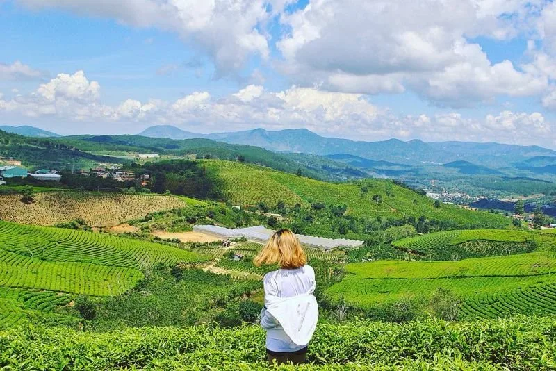 Đồi chè cầu đất tại Đà Lạt