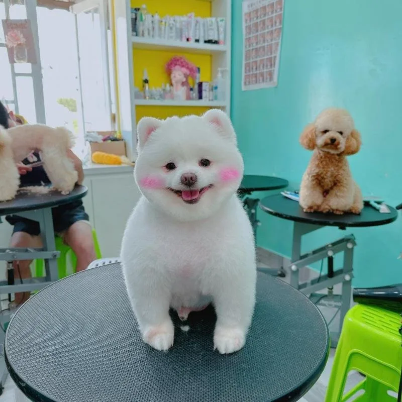 Mimi Pet Spa tại Đà Lạt