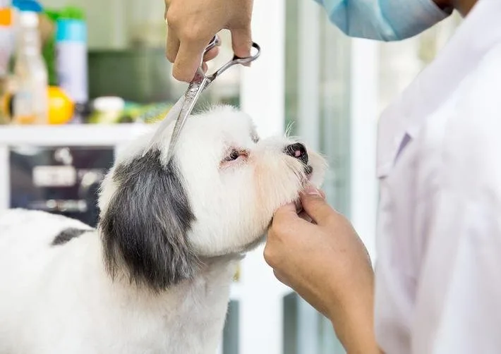 Da Lat Pet tại Đà Lạt