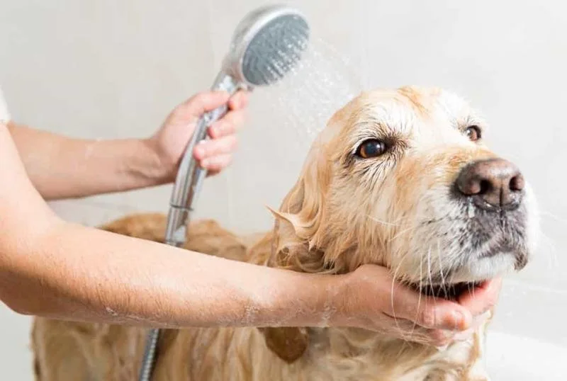 Omo Pets Spa tại Đà Lạt