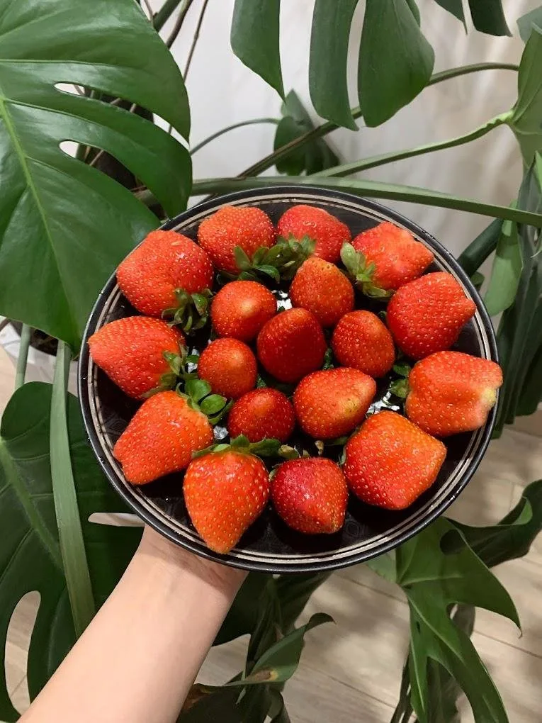 Daddy's Farm - Vườn dâu tây sạch tại Đà Lạt