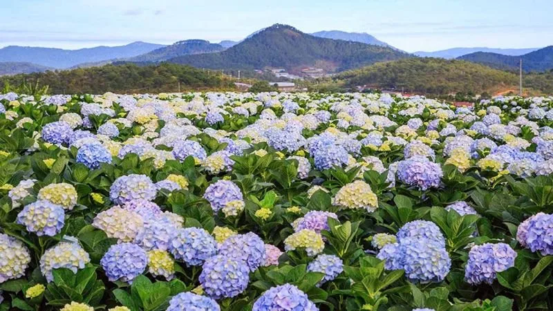 Cánh đồng hoa cẩm tú cầu tại Đà Lạt