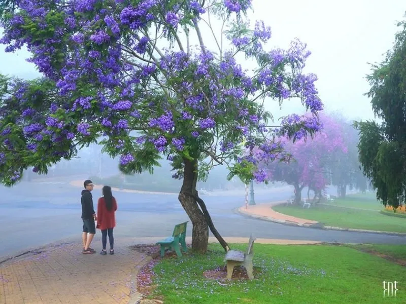 Khung cảnh thơ mộng tại Đà Lạt