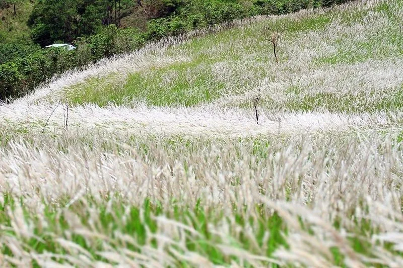 Cỏ lau tại Đà Lạt