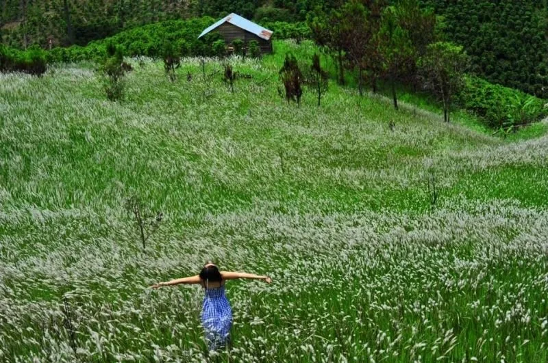 Cỏ lau tại Đà Lạt