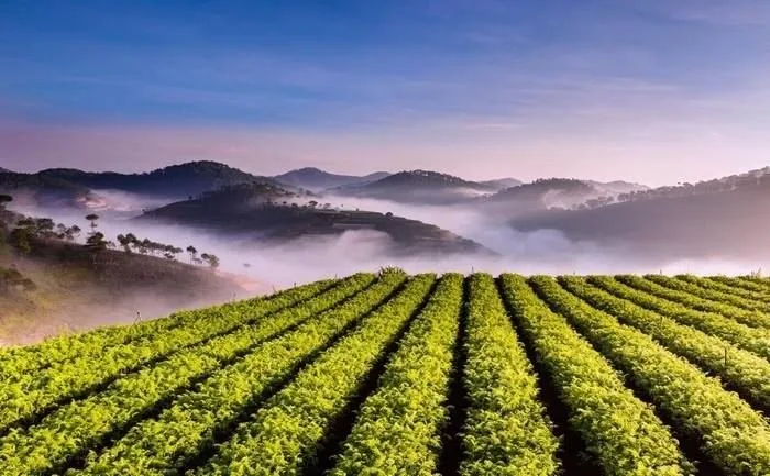 Đồi Chè Cầu Đất tại Đà Lạt