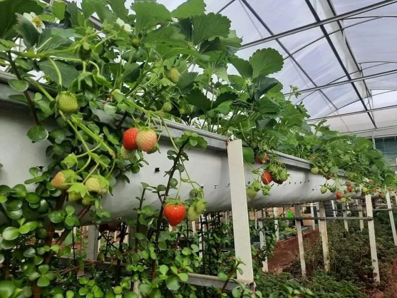 Vườn dâu Nhật tại Đà Lạt