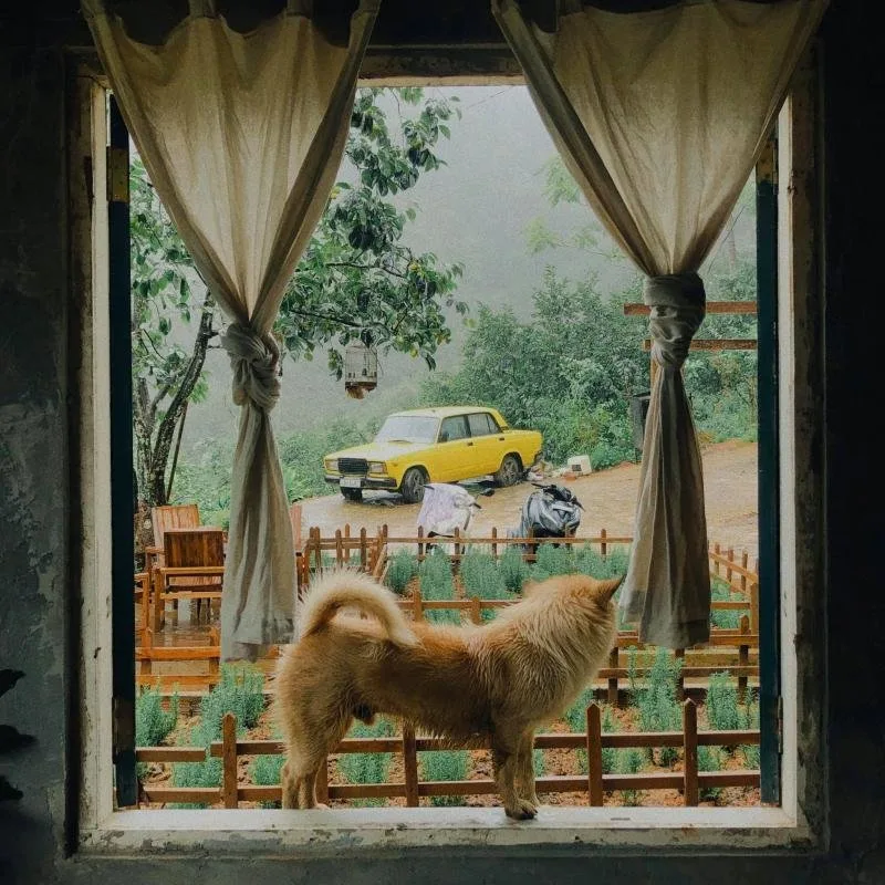 Top 14 Quán cà phê view rừng núi đẹp tại Đà Lạt – Review & Đặt Chỗ 2026