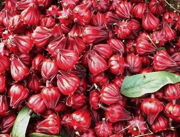 Mứt hoa hồng Đà lạt tại Đà Lạt