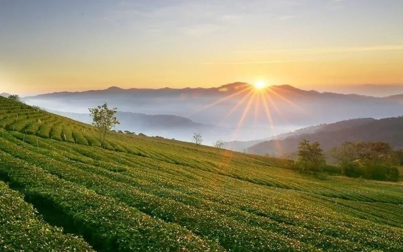 Đồi chè Cầu Đất tại Đà Lạt