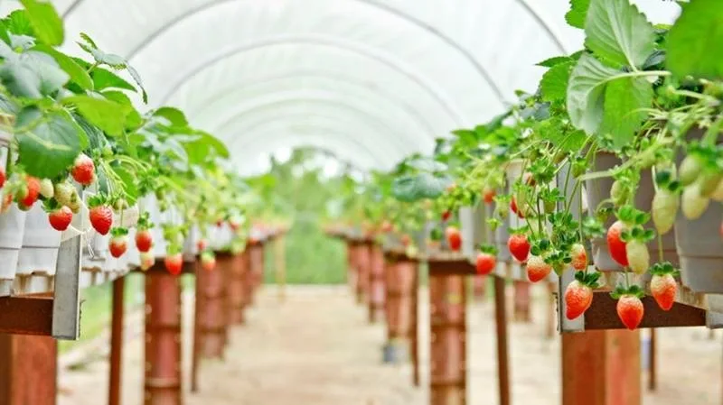 Vườn dâu tây tại Đà Lạt
