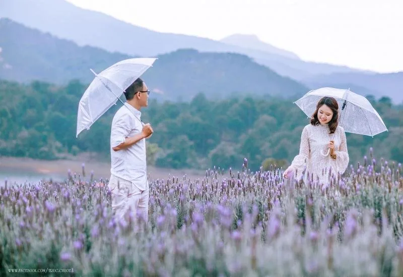 Cánh đồng hoa Lavender tại Đà Lạt