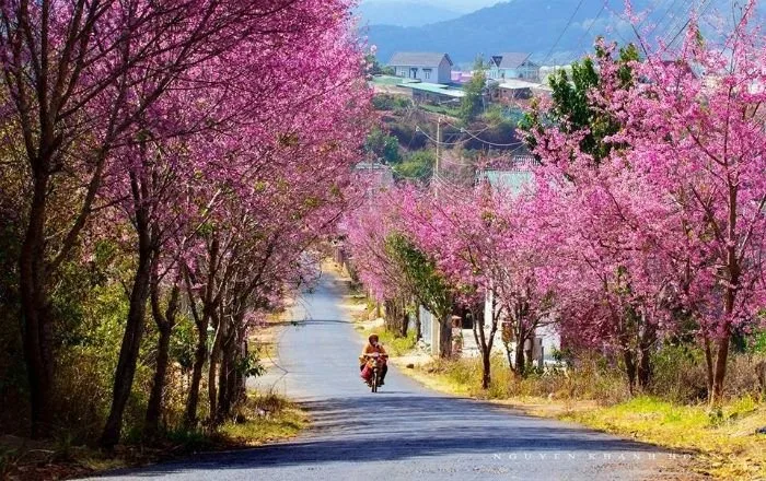 Dốc Đa Quý tại Đà Lạt