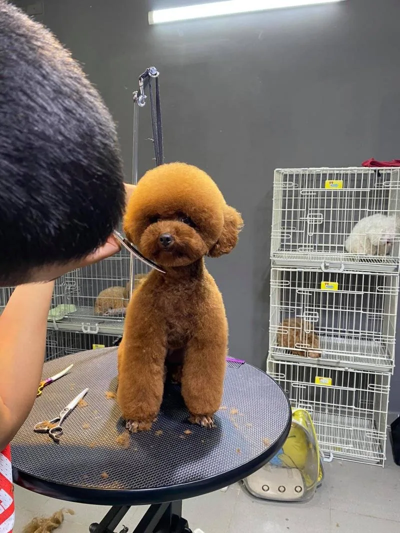 Pets Kingdom tại Đà Lạt
