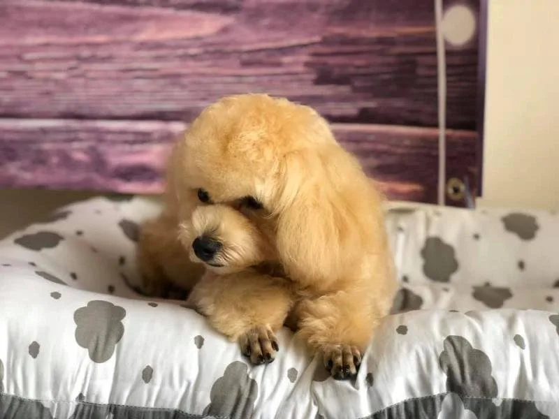 Omo Pets Spa tại Đà Lạt