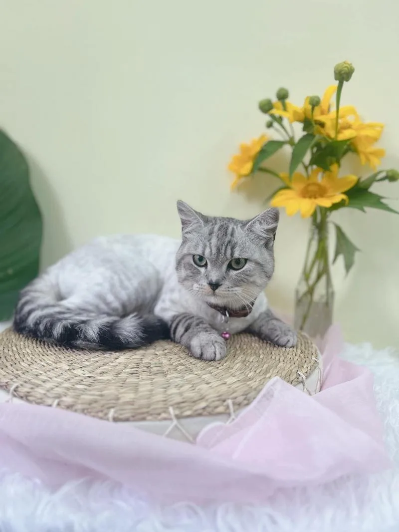 Beauty Pet Spa tại Đà Lạt