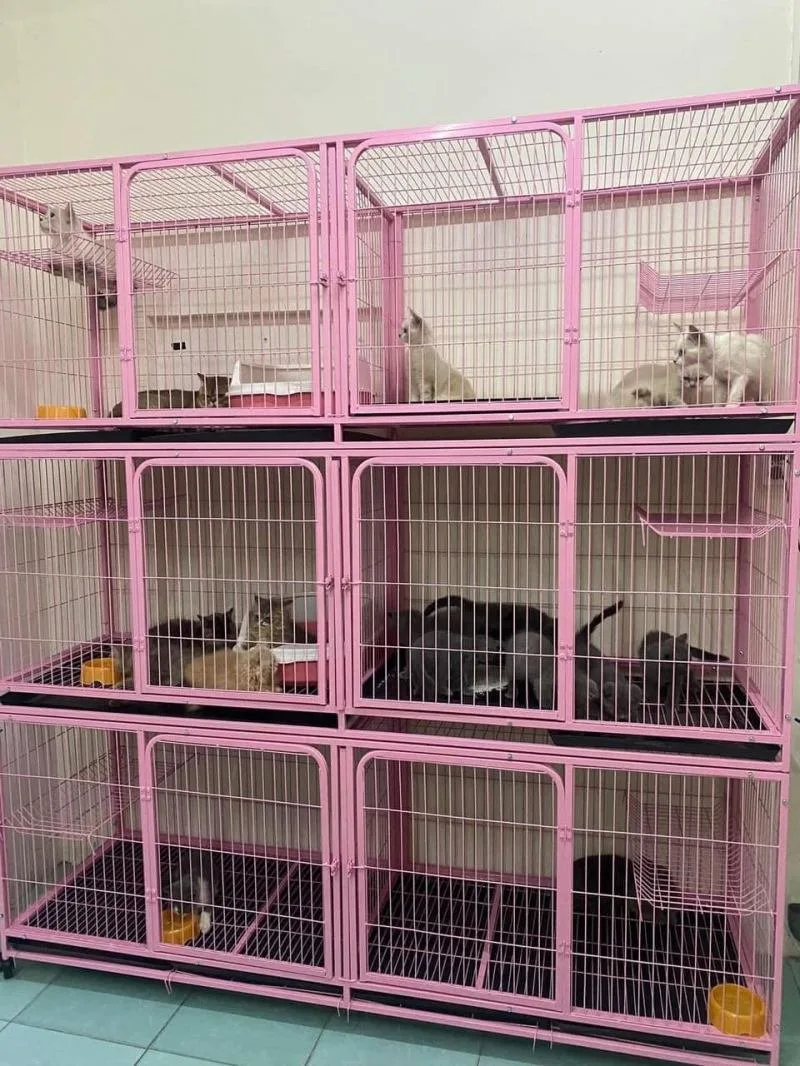 Beauty Pet Spa tại Đà Lạt