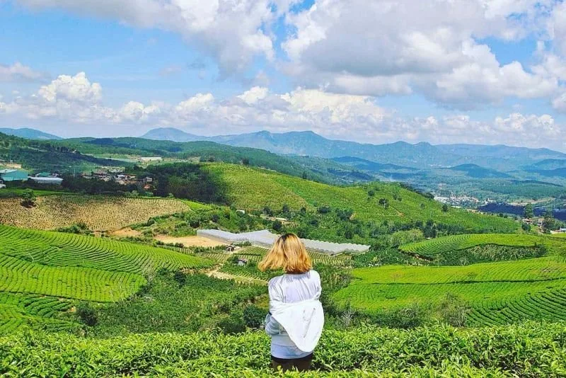 Đồi Chè Cầu Đất tại Đà Lạt