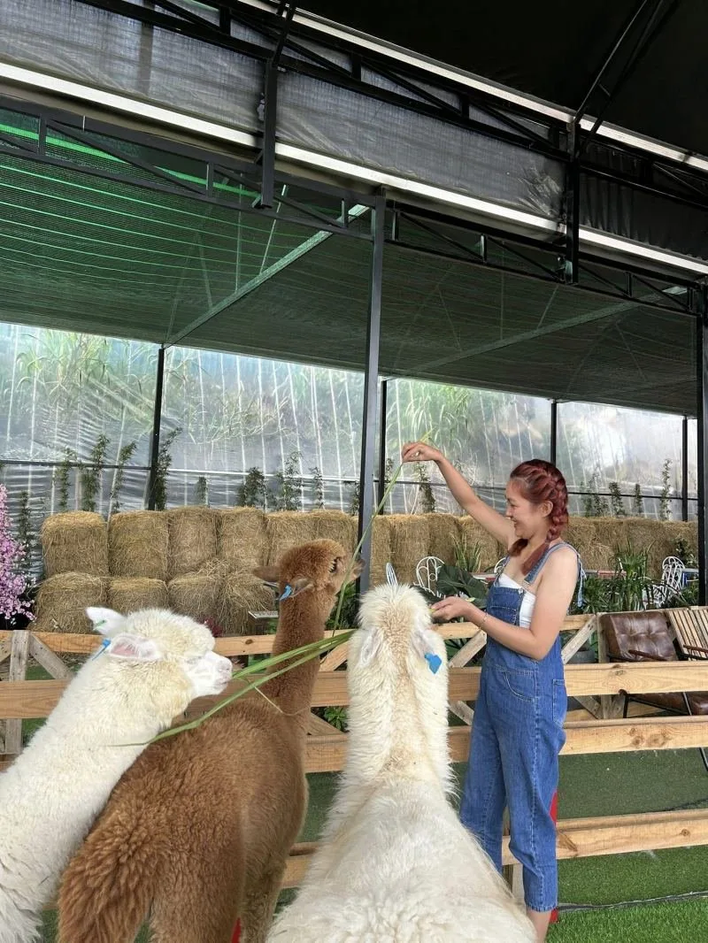 Nông Trại Cừu Frenzy Farm tại Đà Lạt