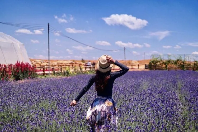 Cánh đồng hoa Lavender đồi chè Cầu Đất tại Đà Lạt