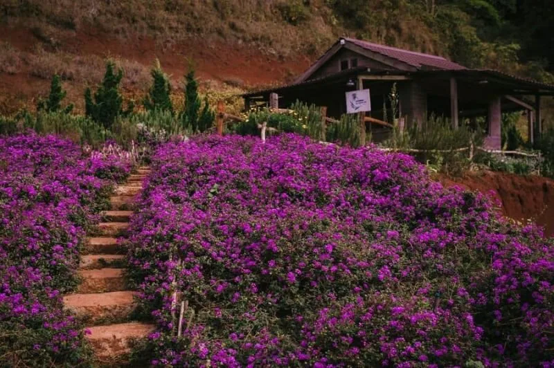 Lavender Túi Thương Nhớ tại Đà Lạt