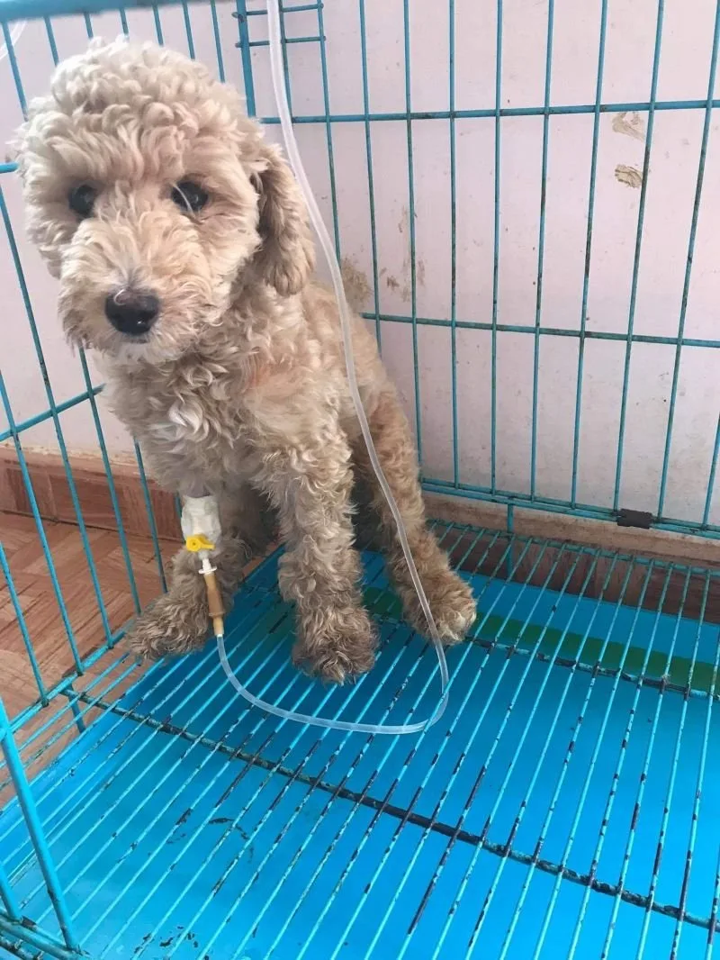 Phòng Khám Thú Y Đà Lạt Pet tại Đà Lạt