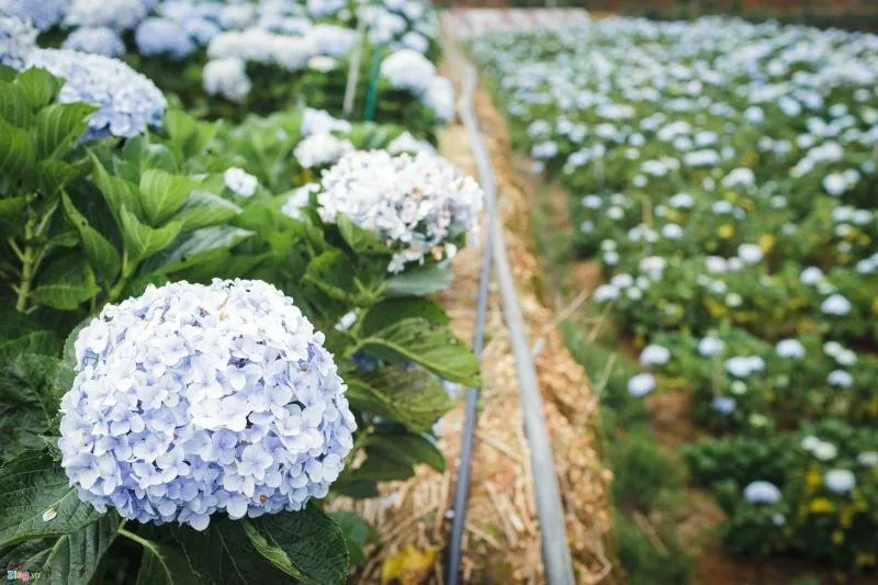 Top 6 Vườn hoa cẩm tú cầu đẹp nhất Đà Lạt – Review & Đặt Chỗ 2026