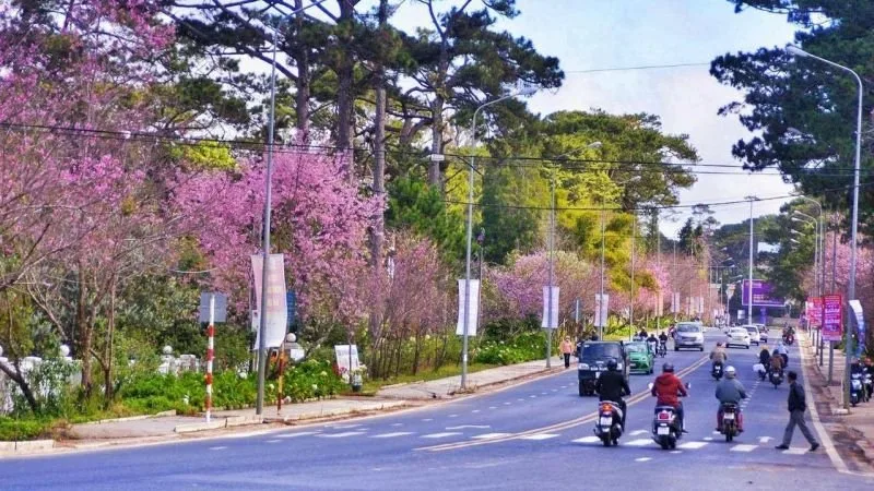 Top 7 Địa điểm ngắm hoa anh đào đẹp nhất Đà Lạt – Review & Đặt Chỗ 2026