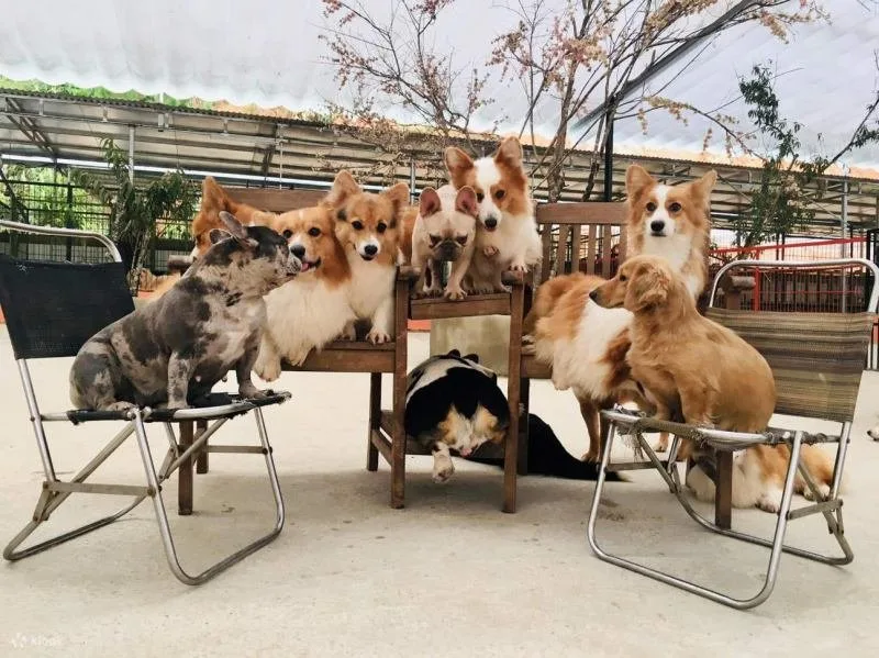 Nông Trại Cún - Puppy Farm tại Đà Lạt