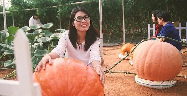 Vườn bí ngô khổng lồ tại Đà Lạt