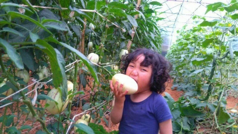 Vườn dưa hấu Pepino tại Đà Lạt