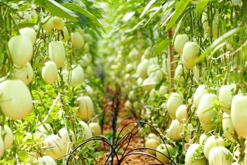 Vườn dưa hấu Pepino tại Đà Lạt