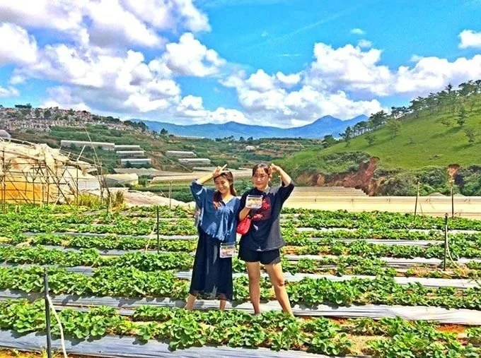Trại dâu chú Hùng tại Đà Lạt