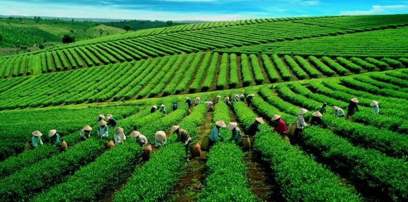 Đồi chè Cầu Đất tại Đà Lạt