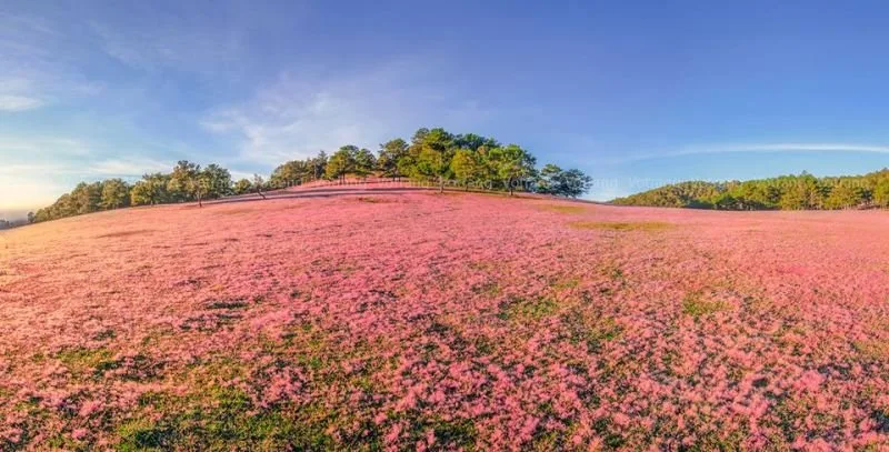 Đồi cỏ hồng tại Đà Lạt