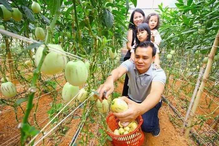 Tour Nông trại Và Nhà Vườn Đà Lạt 1 Ngày Siêu Hấp Dẫn Được Tổ Chức Bởi Hoa Da Lat Travel tại Đà Lạt