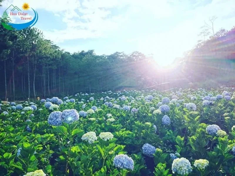 Tour Zoodoo Đà Lạt Được Tổ Chức Bởi Hoa Dalat Travel tại Đà Lạt